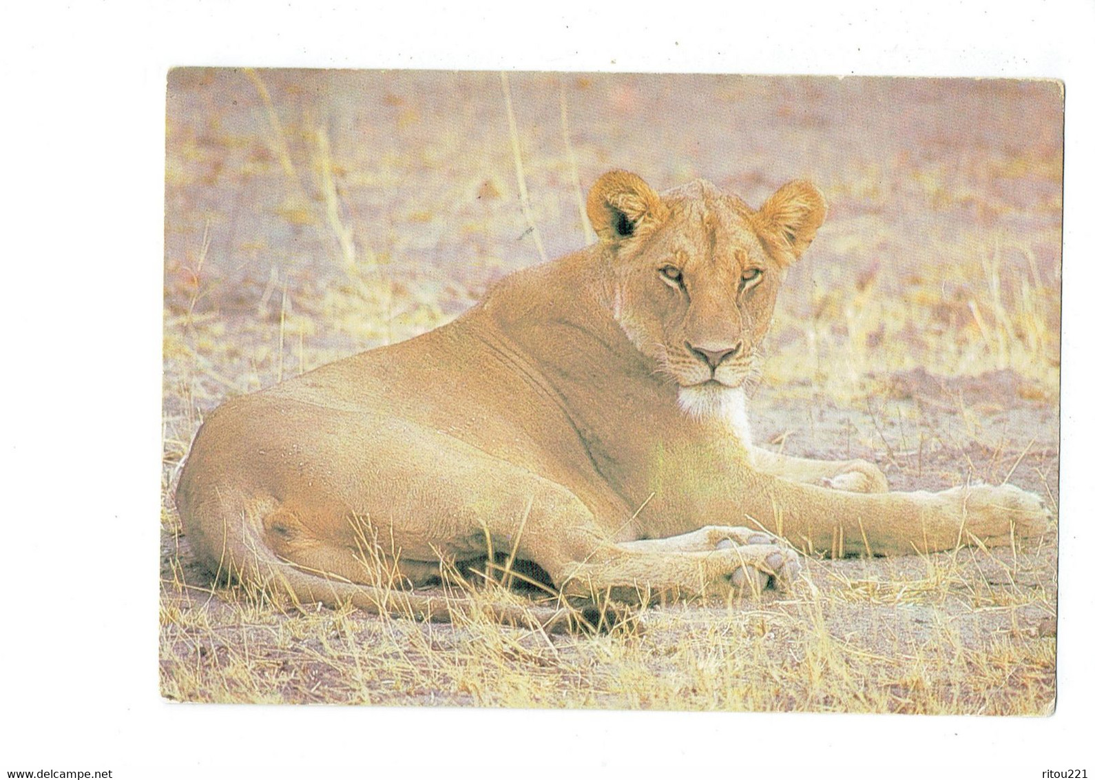 Cpm - Botswana - Lionne - Lioness - Chobe National Park - 1987 - - Botsuana