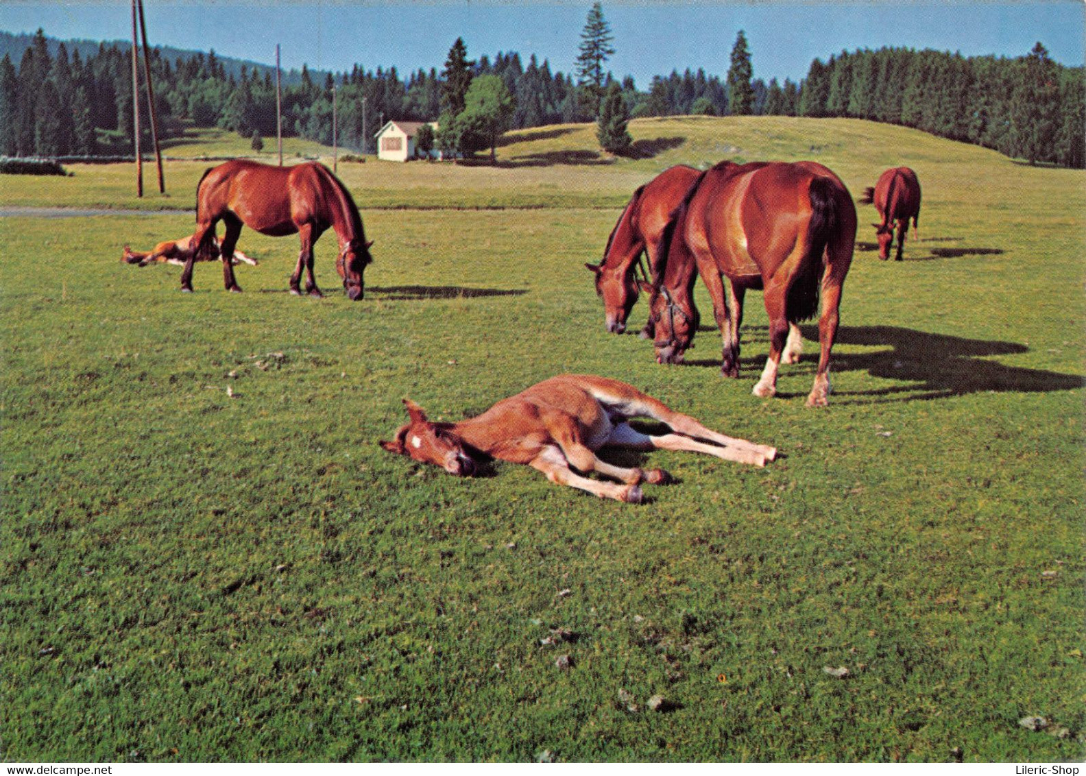 Chevaux Et Poulains Des Franches-Montagnes  Editions PERROCHET Lausanne  ♥♥♥ - Chevaux