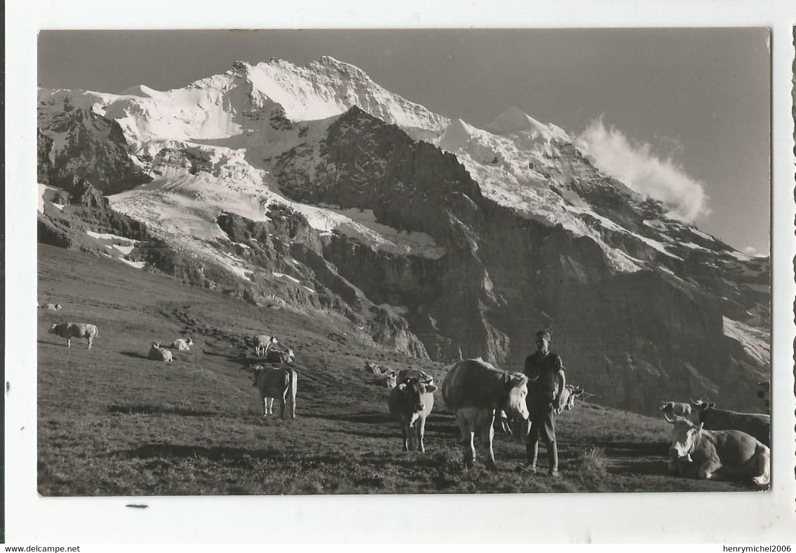 Suisse Be Berne Homme Vaches Paturage , Kl Scheidegg Mit Jungfrau Ed Photo Julius Burch Wengen - Bern