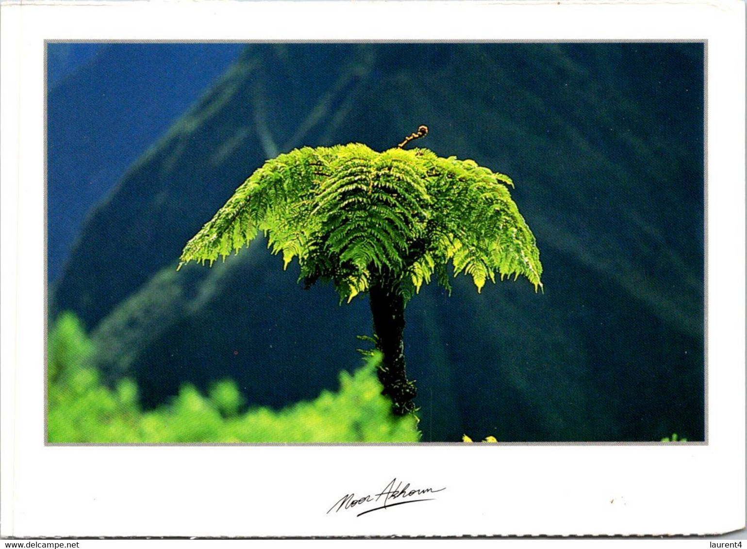 (2 L 22) France - Ile De La Réunion (tree/ Arbre) - Riunione