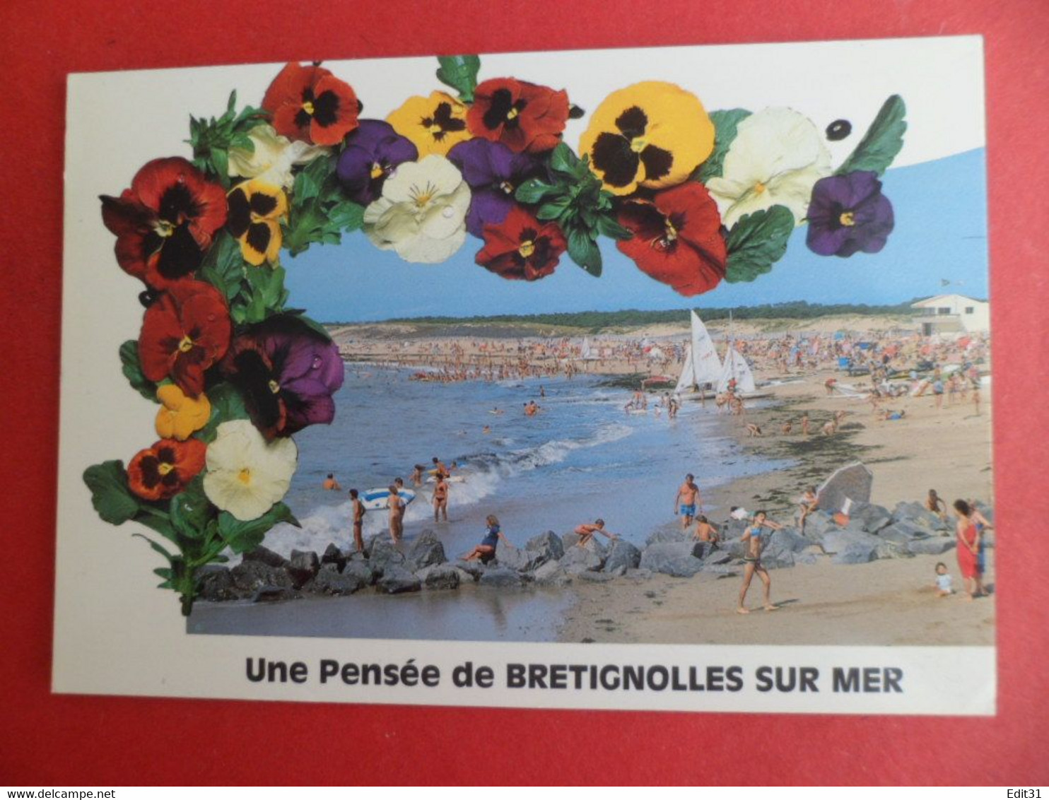 CPSM Photo 1987 BRETIGNOLLES  Sur Mer  Vendée - Une Pensée ( Fleur ) - Bretignolles Sur Mer