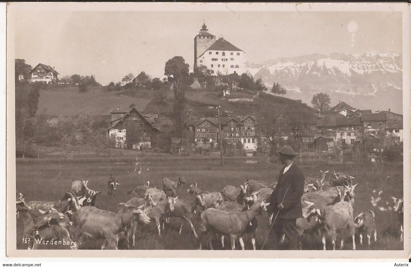 Suisse - C -  St. Gall - Werdenberg -  Ziegen Chevres Goat - St. Gallen