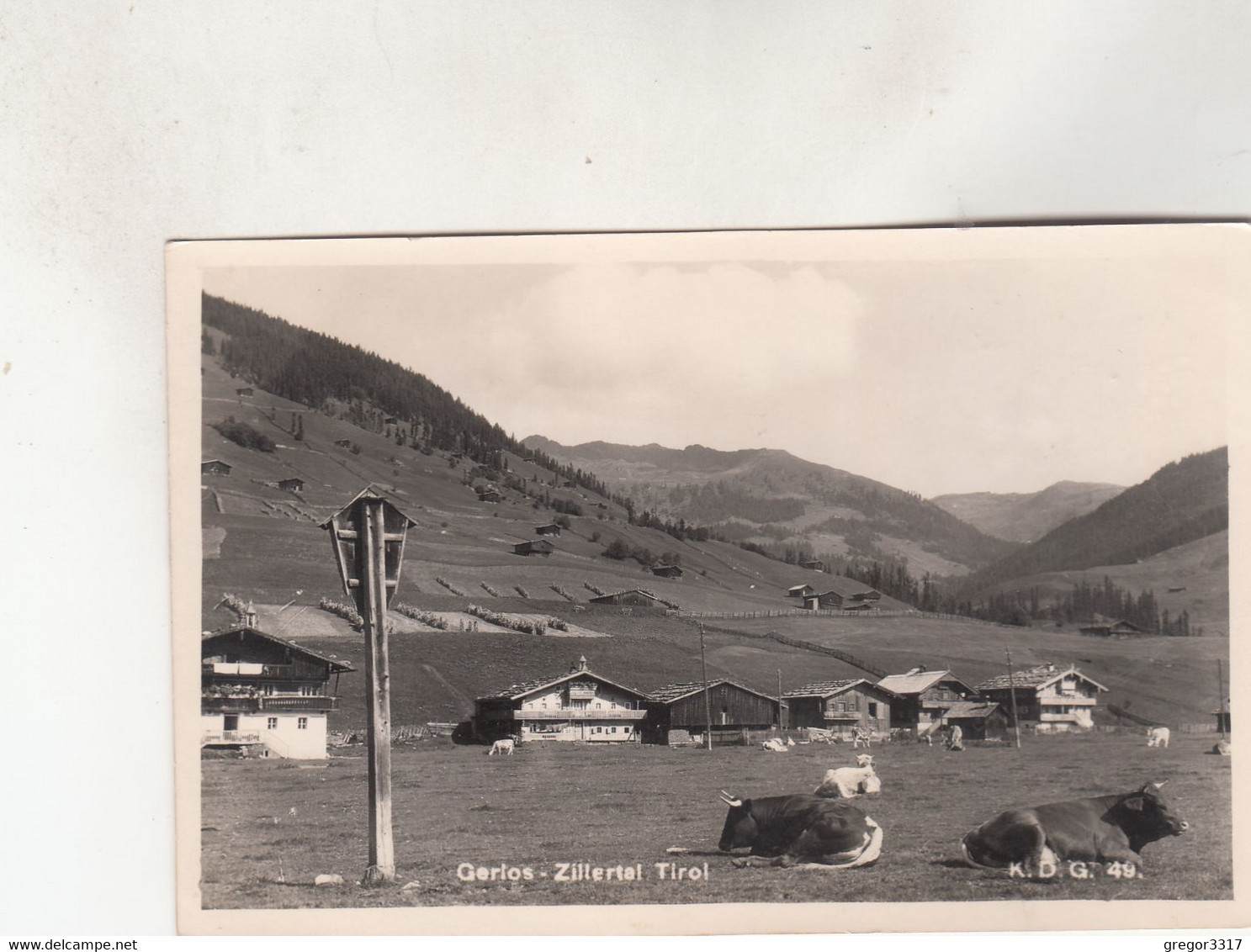 B8035) GERLOS - Zillertal - Tirol - HAUS DETAILS Und Kühe Im Vordergrund 1957 - Gerlos