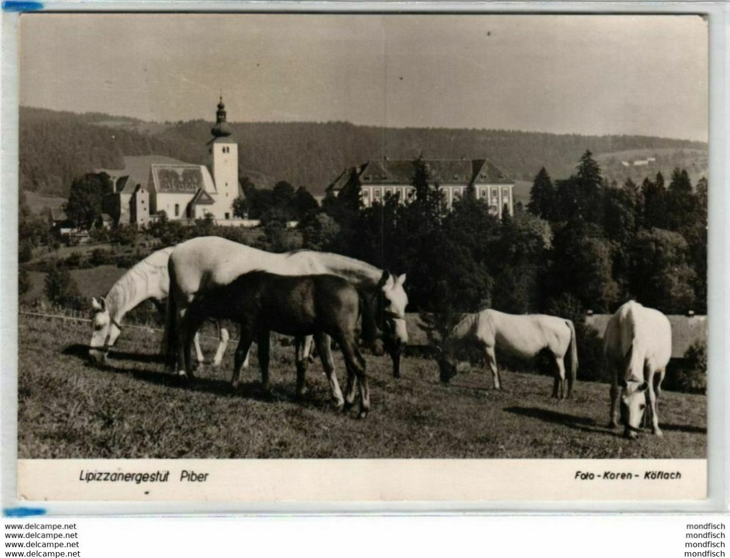 Köflach - Lipizzanergestüt Piber - Pferd - Köflach