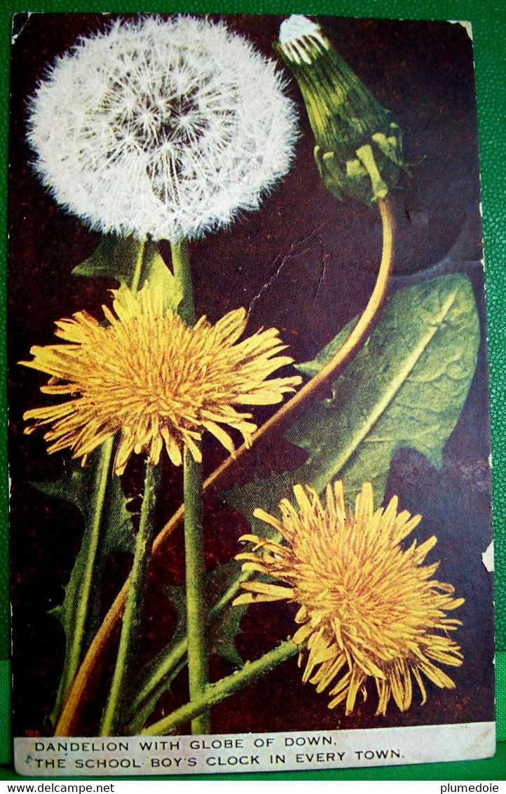 CPA  FLEUR PISSENLIT , PLANTE Et GLOBE De GRAINES ,1909 , DANDELION WITH GLOBE OF DAWN OLD PC - Plantes Médicinales