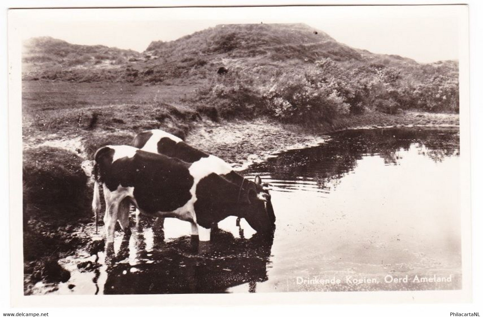 Ameland Oerd - Drinkende Koeien - Ameland