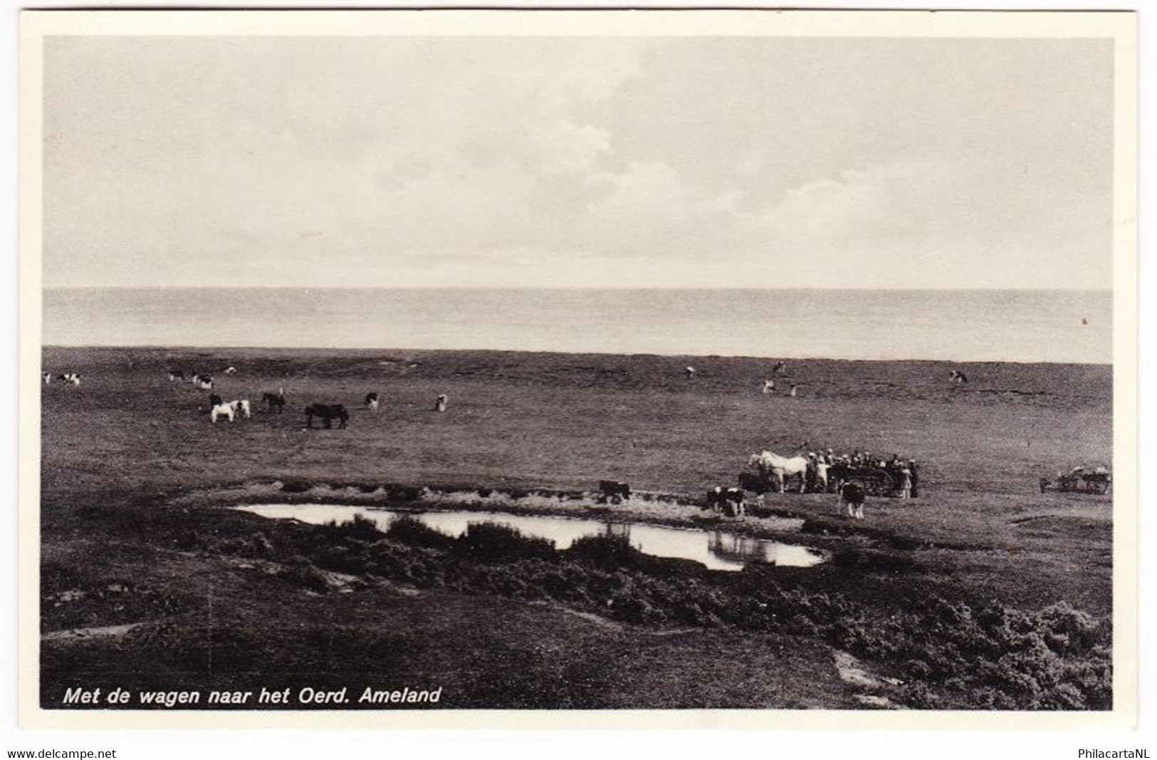 Ameland Oerd - Met De Wagen Naar Het Oerd - Ameland