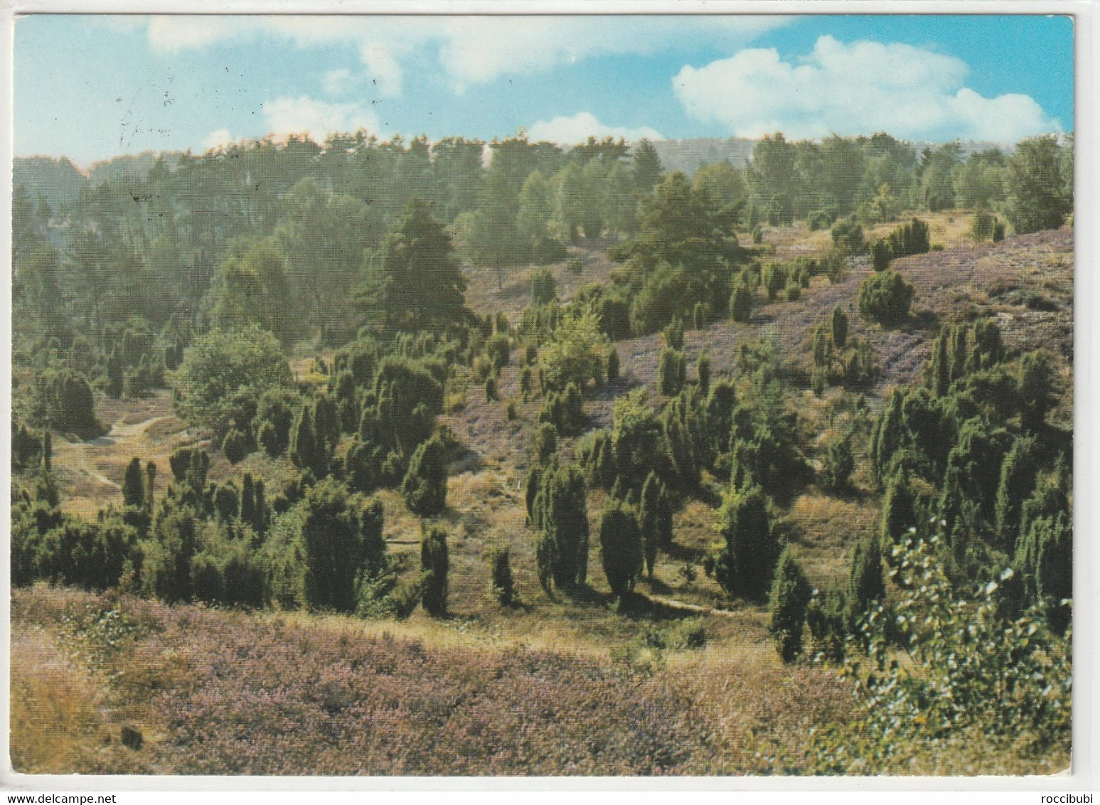 Lüneburger Heide, Schneverdingen, Niedersachsen - Schneverdingen