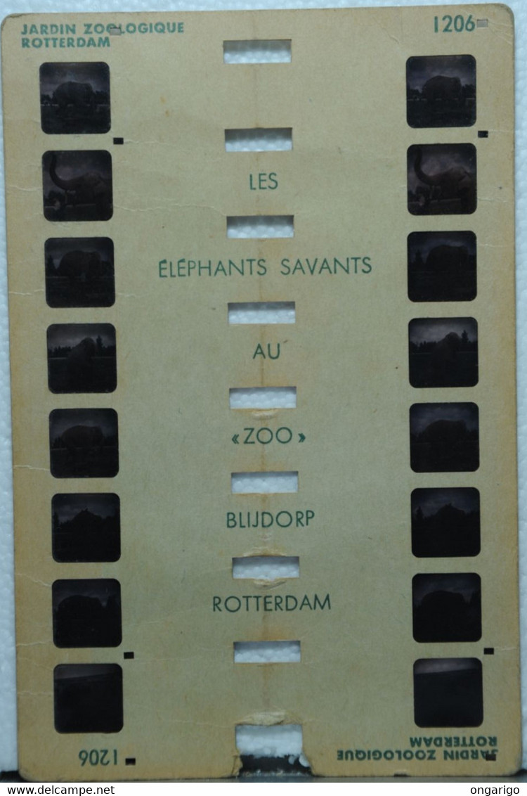 COLORELIEF    1206   ROTTERDAM Les éléphants Savants - Visionneuses Stéréoscopiques
