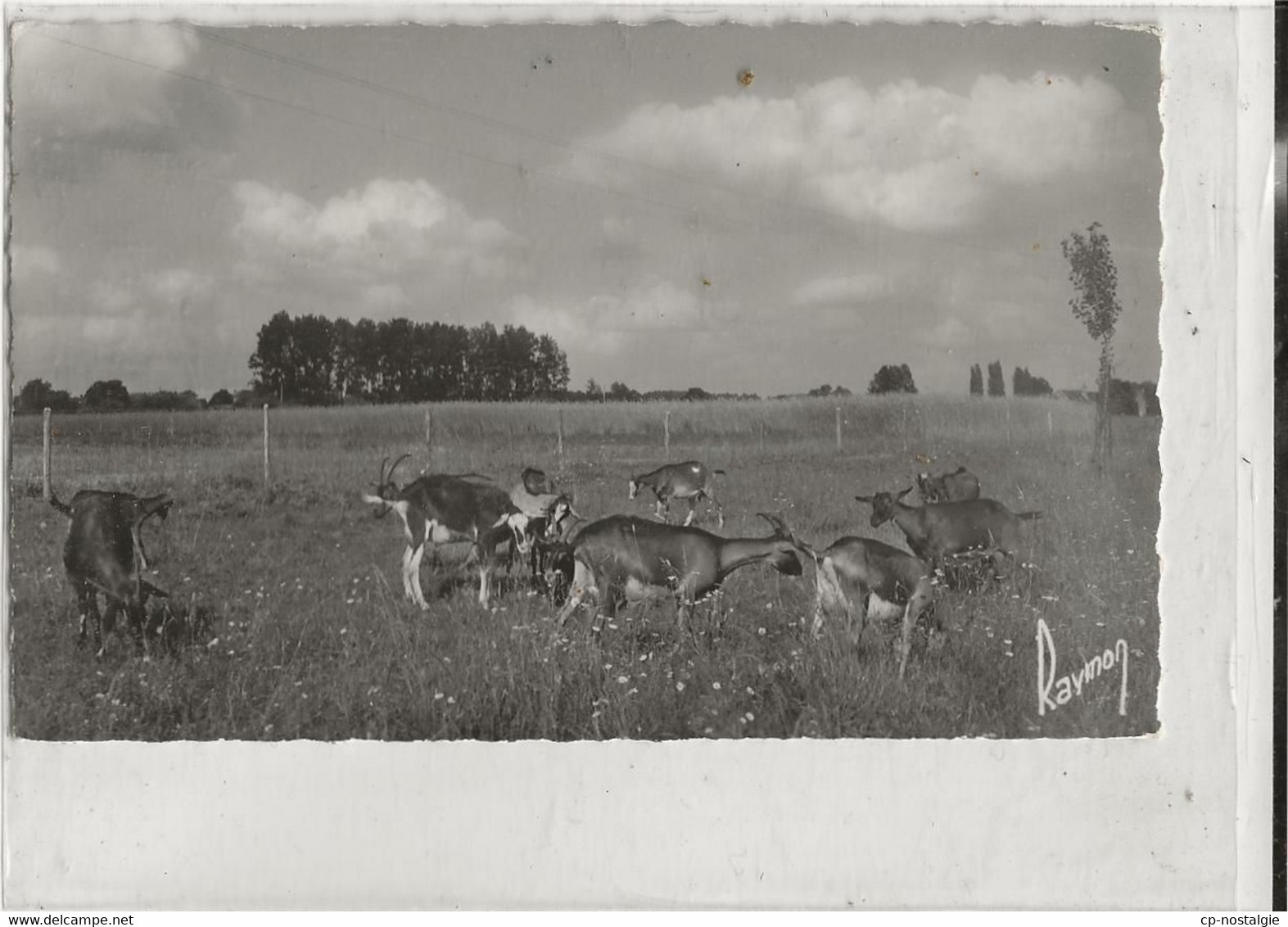 NOYERS SUR CHER - CHEVRES DANS LA PRAIRIE - Noyers Sur Cher