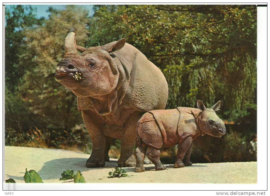 Zoologischer Garten Basel - Indisches Panzerashorn - Rhinocéros / Rinoceronte - Rinoceronte