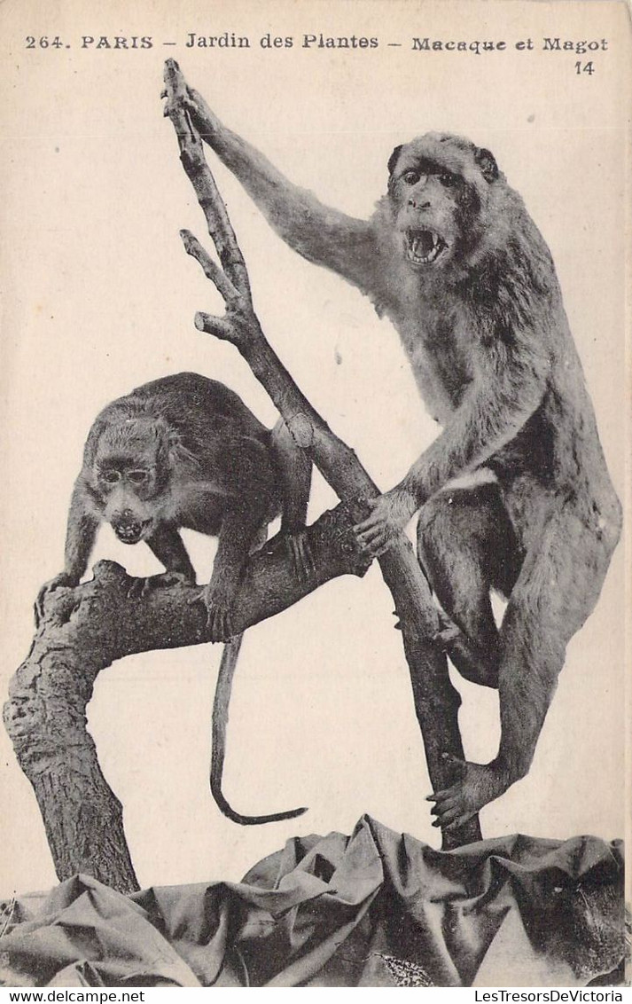 CPA Singe - Macaque Et Magot - Jardin Des Plantes De Paris - Monos