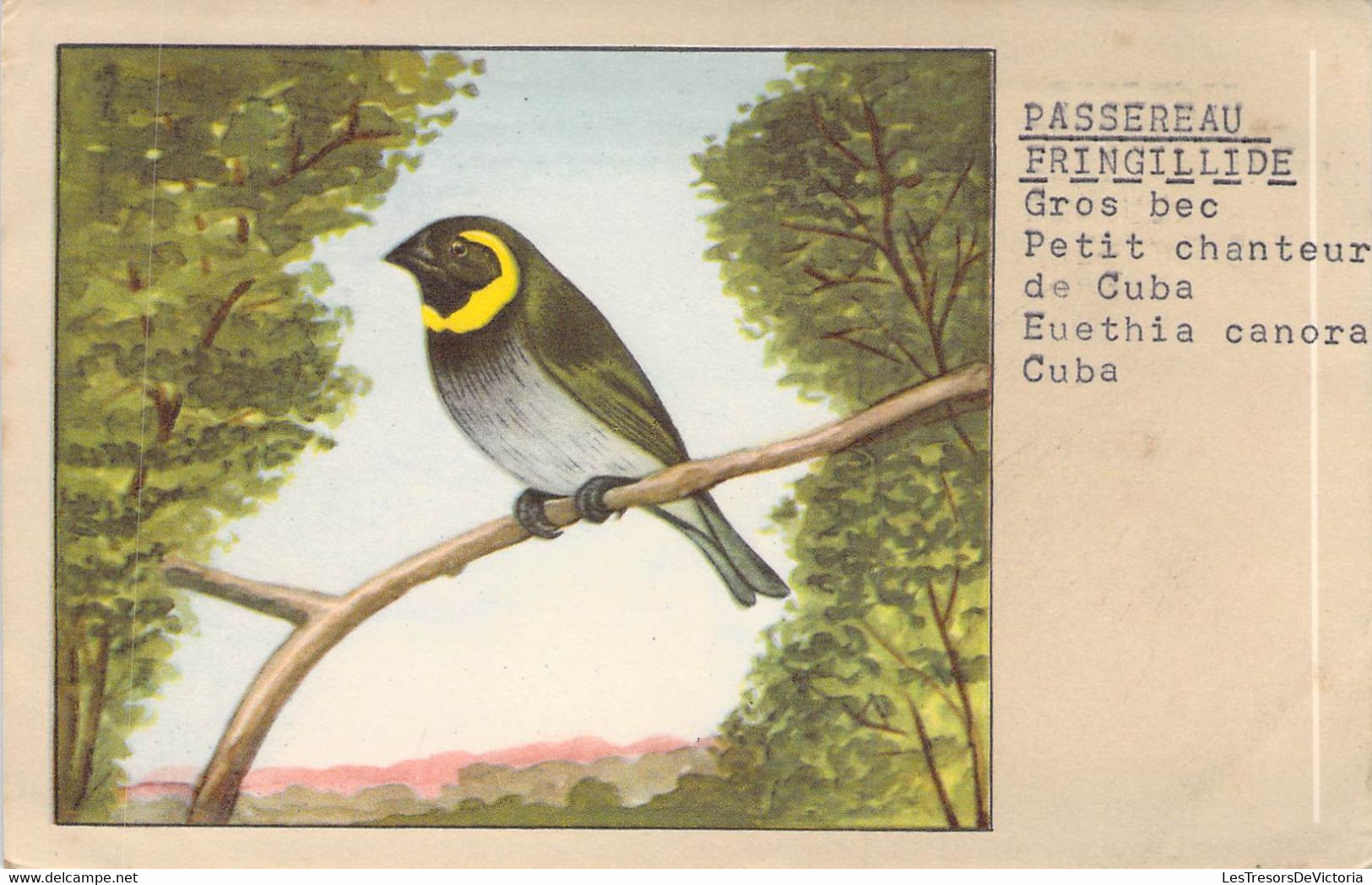 CPA OISEAU - Illustration D'un PETIT CHANTEUR DE CUBA - Passereau FRINGILLIDE - P SLUIS N°22 2 - Pájaros