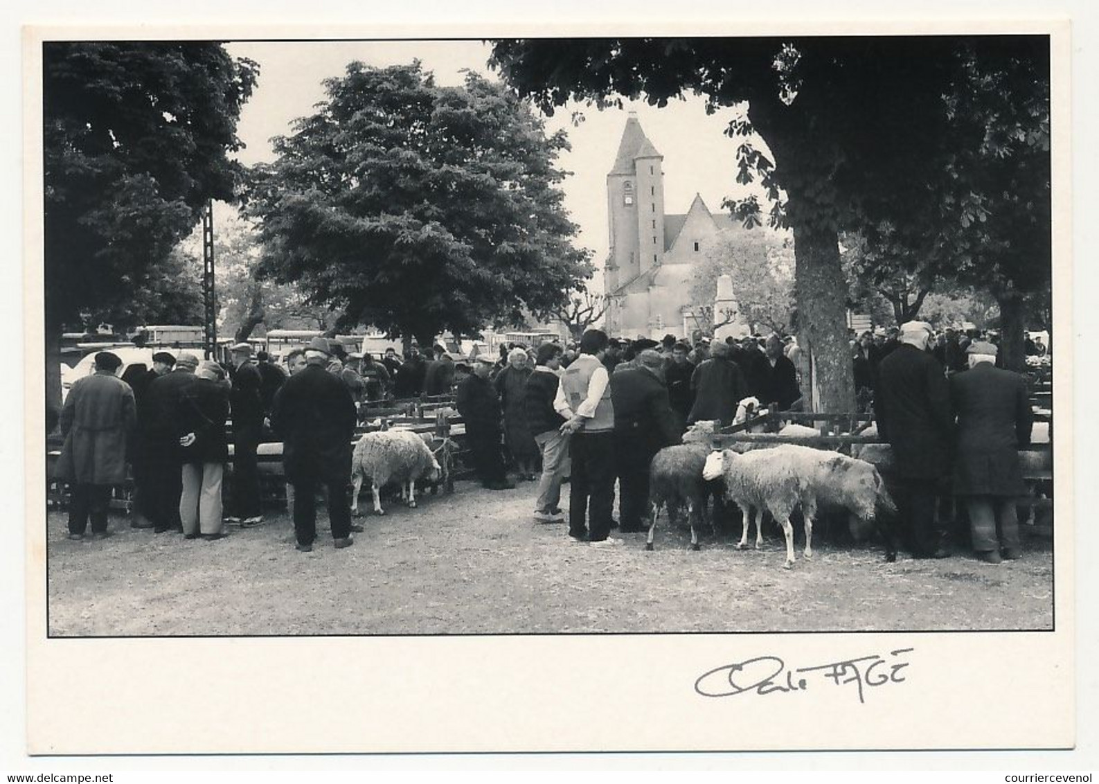 CPM - ASSIER (Lot) - Dernier Marché Aux Moutons à Assier Dans Le Lot - Claude Fagé N°93.559 - Assier