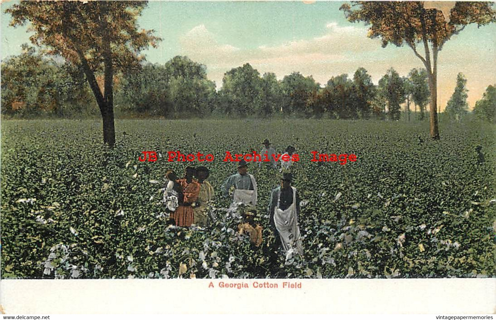 313525-Black Americana, ANC No 93102, Workers Picking Cotton In Georgia - Black Americana