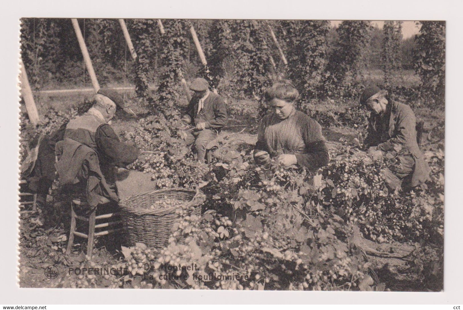 Poperinge Poperinghe De Hopteelt N° 9   Het Plukken Der Hop   La Cueillette Du Houblon - Poperinge