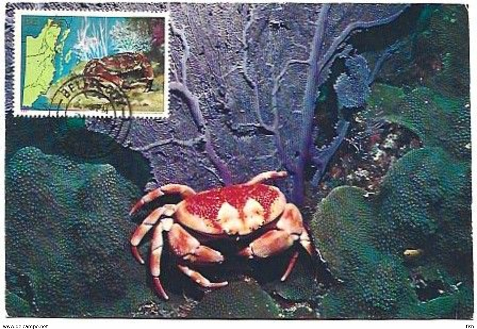 Belize & Maxmum Cardi, Coral Crab, Carpilius Corallinus Belize 1983 (8080) - Belice