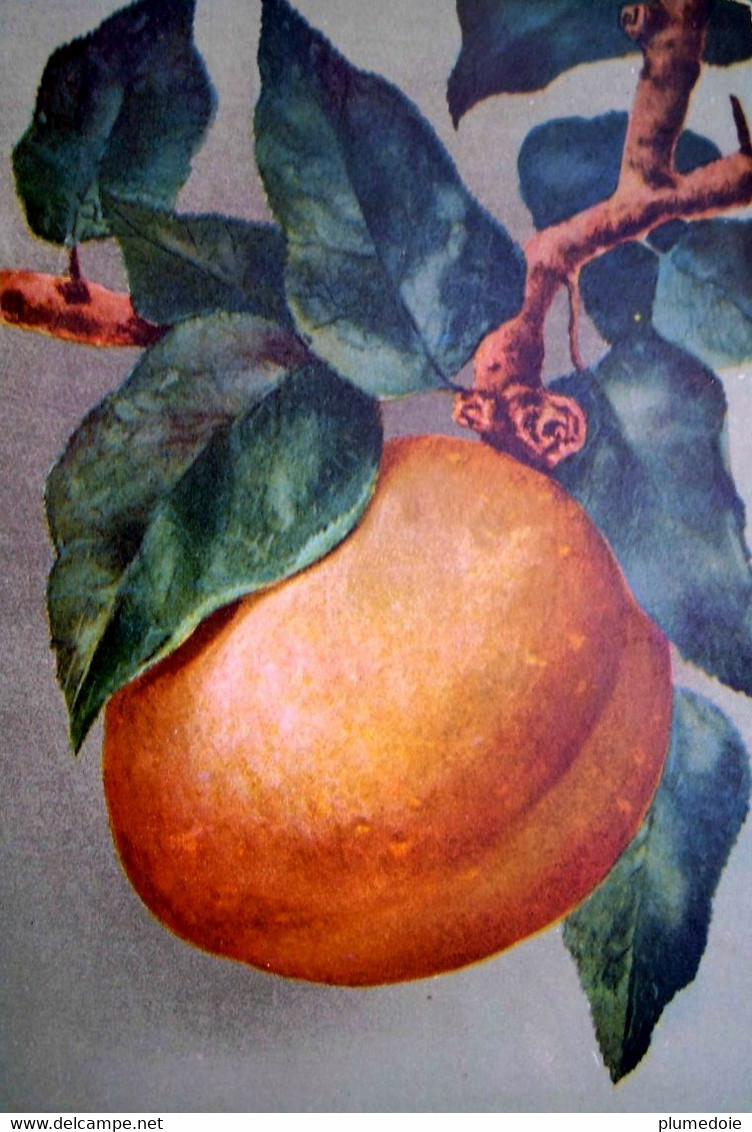 CPA  FRUITS BEL ABRICOT  . APRICOT FRUIT .  OLD PC - Geneeskrachtige Planten