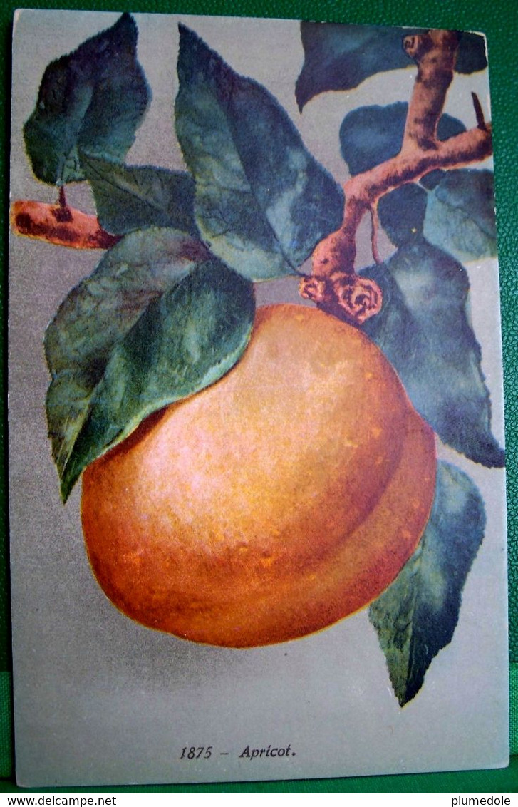 CPA  FRUITS BEL ABRICOT  . APRICOT FRUIT .  OLD PC - Piante Medicinali