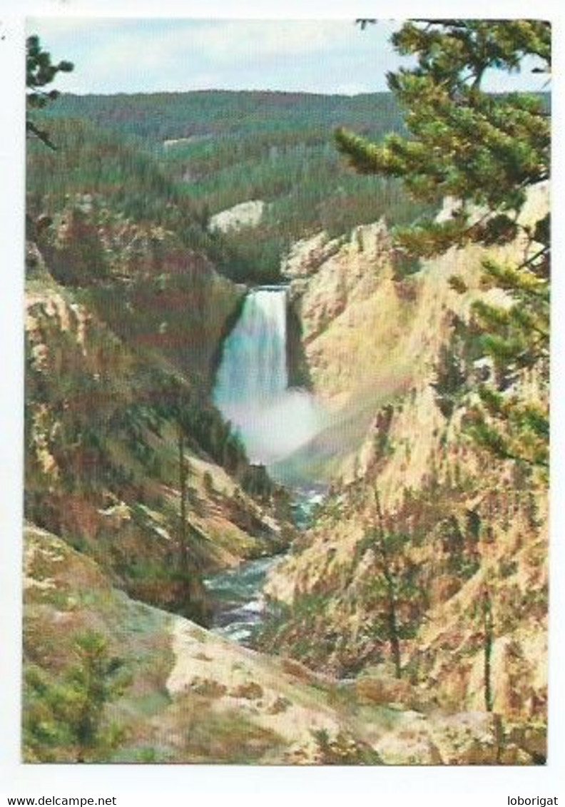 SHOWING THE LOWER FALLS FROM MORAN POINT.- GRAND CANYON OF YELLOWSTONE NATIONAL PARK.- WYOMING / IDAHO.-  ( U.S.A.  ) - Yellowstone