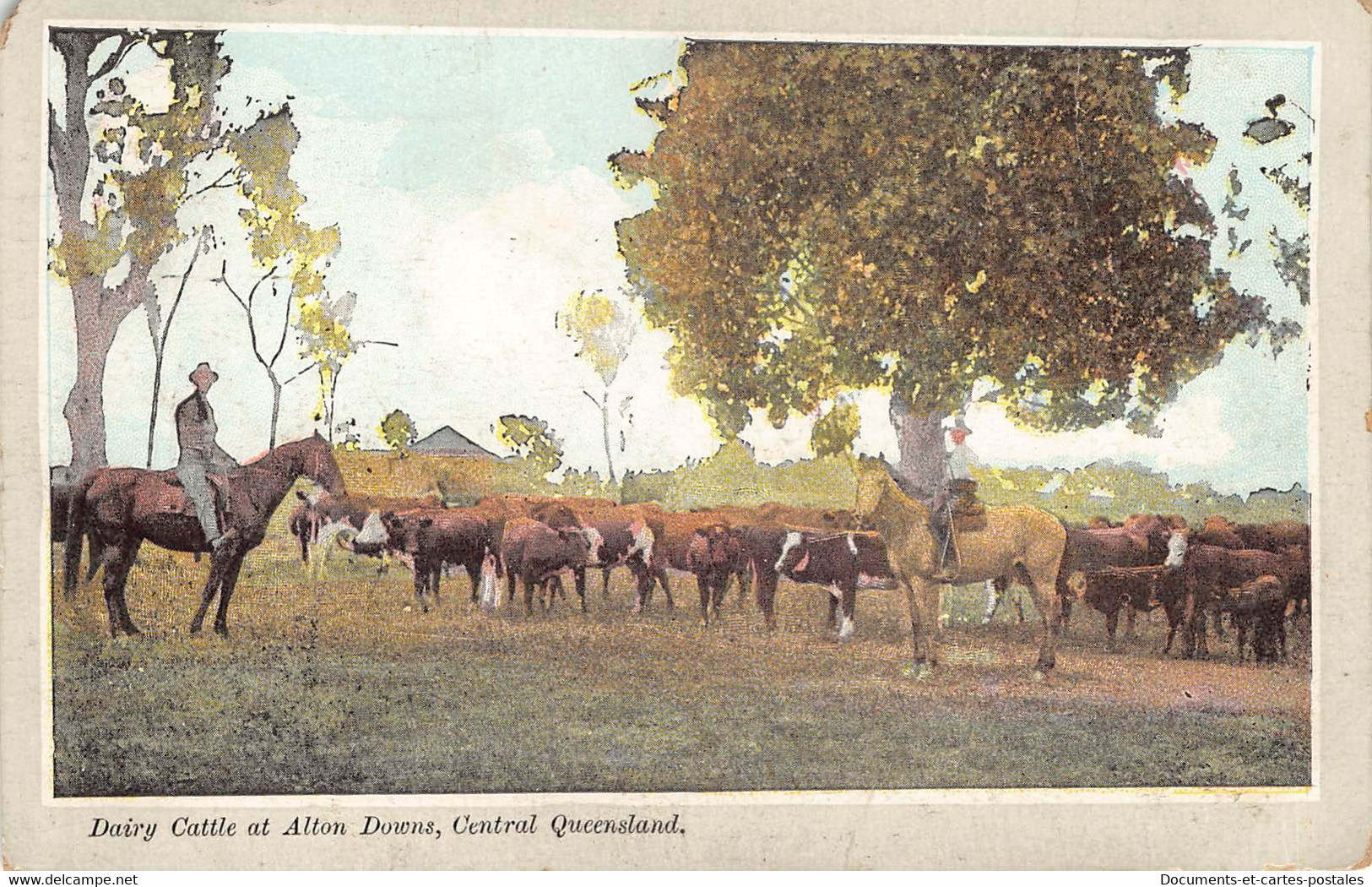 Postcard Vintage Australia Queensland Dairy Cattle At Alton Downs Central Queensland - Otros & Sin Clasificación