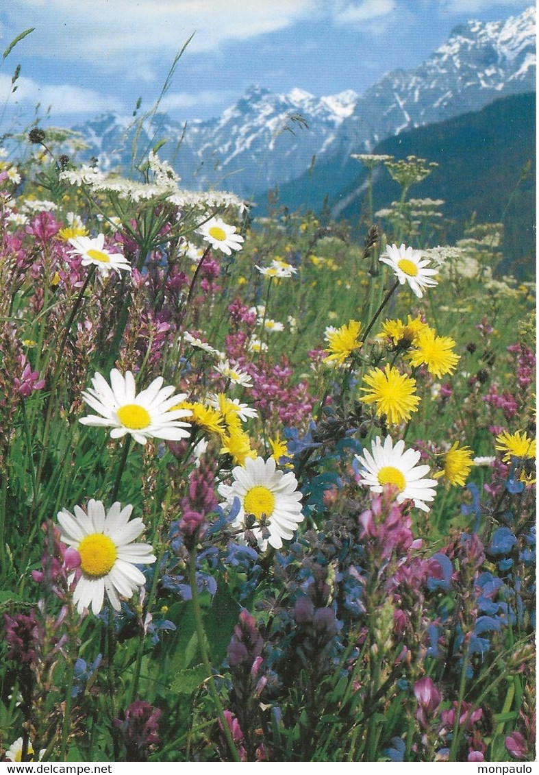 Suisse. CPM. Wiesenblumen (Fleurs Des Champs, Wild Flowers) - Wiesen