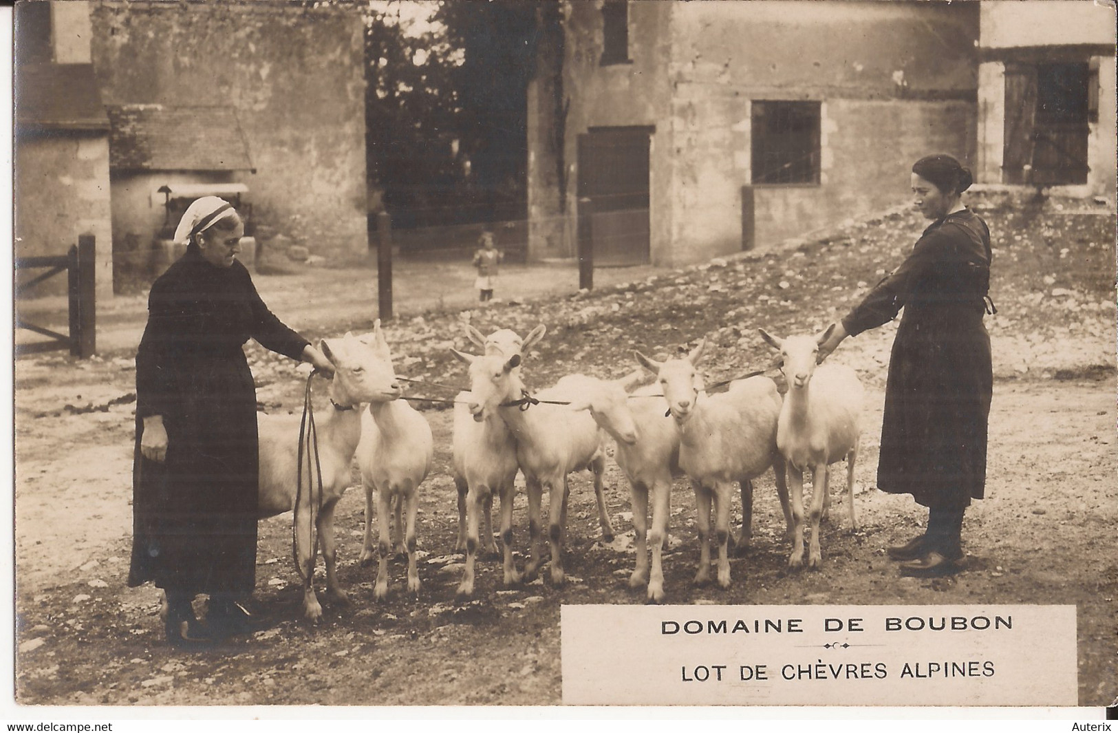 36 Oulches - Domaine De Boubon - Lot De Chèvres Alpines  Chevres Goat - Pont Du Chateau