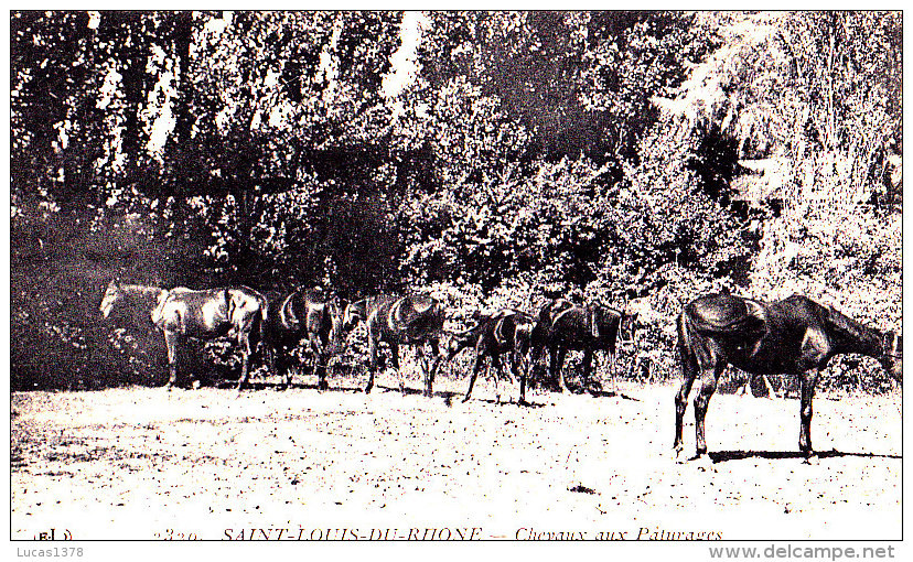 13 / PORT SAINT LOUIS DU RHONE /  CHEVAUX AUX PATURAGES / ELD 2329 / - Saint-Louis-du-Rhône