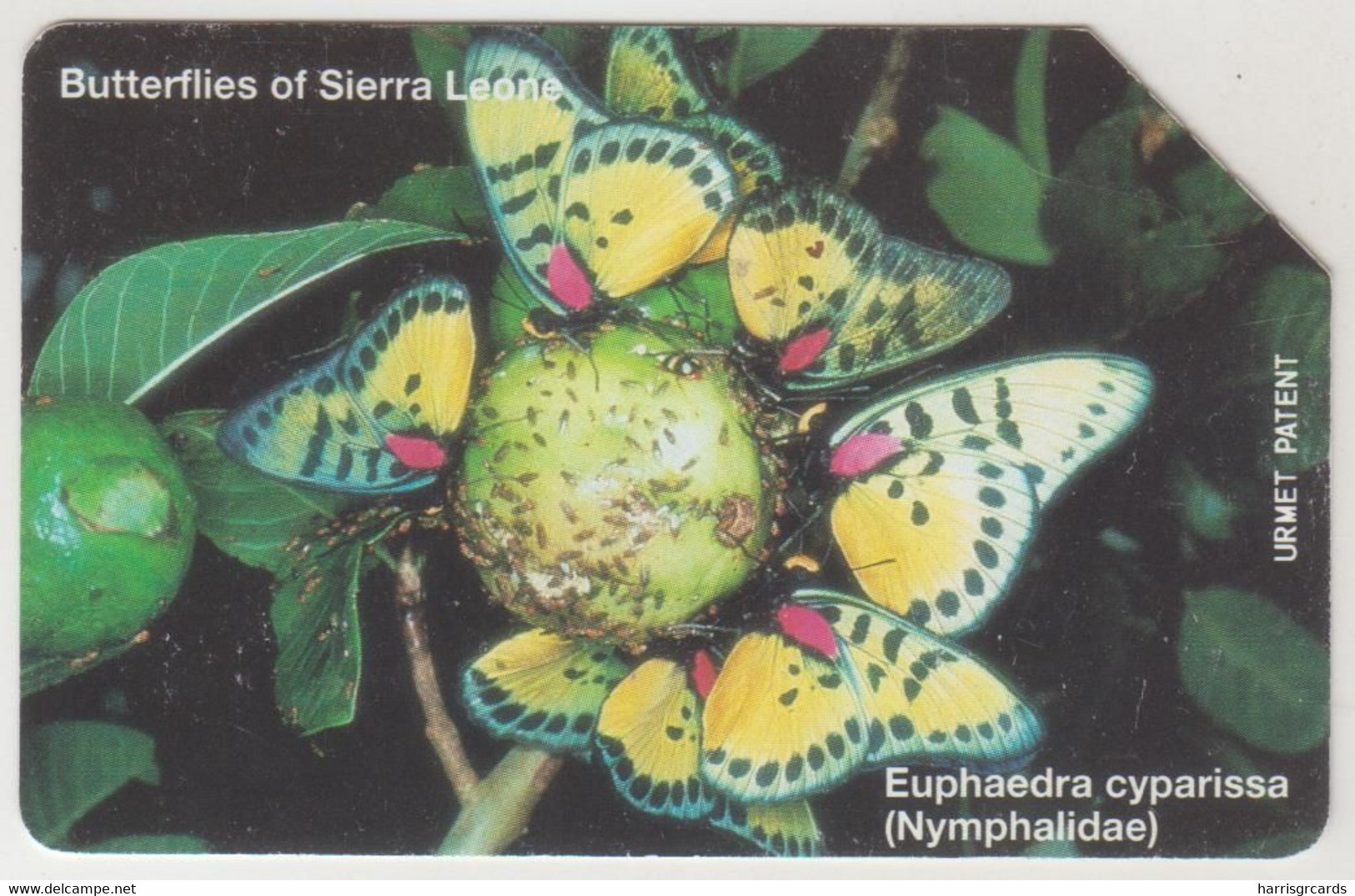 SIERA LEONE - Euphaedra Cyparissa (Butterfly), 100 U ,used - Sierra Leone