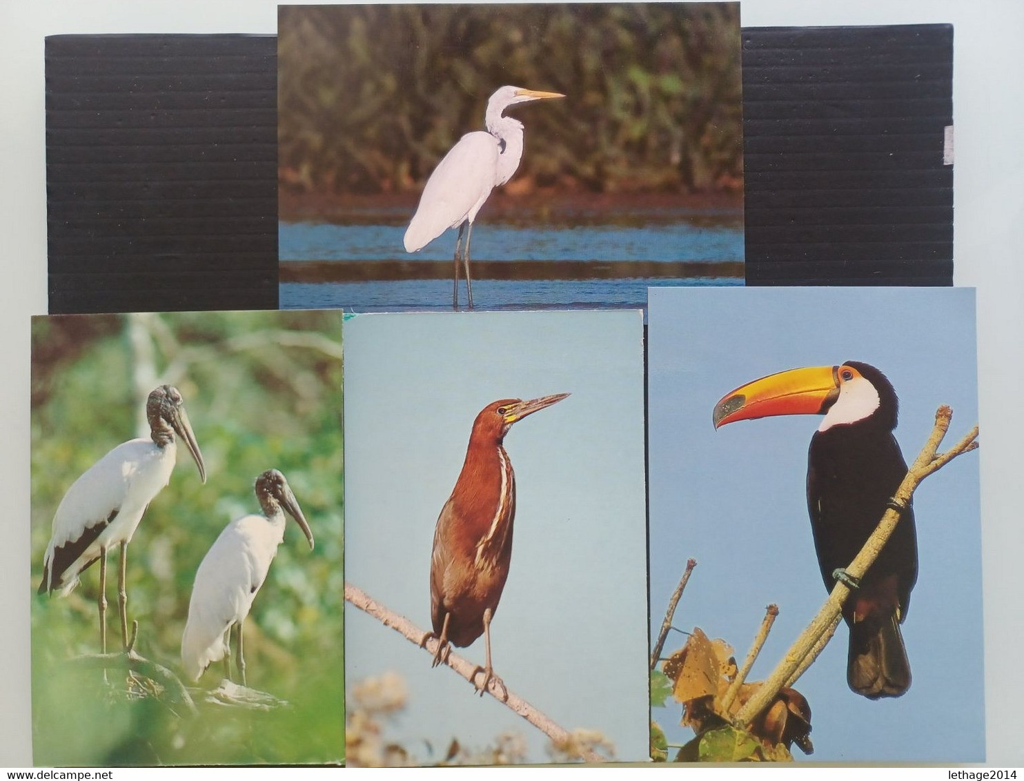 POST CARD CARTOLINE BRASIL CURITIBA BIRD 4 PIECES - Curitiba