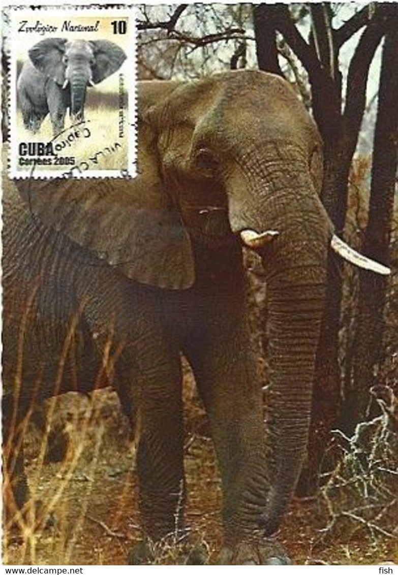 Cuba & Maximum Card, Zoologico Nacional, Elefante Africano, Loxodonta Africana, Villa Clara 2005 (1021) - Tarjetas – Máxima