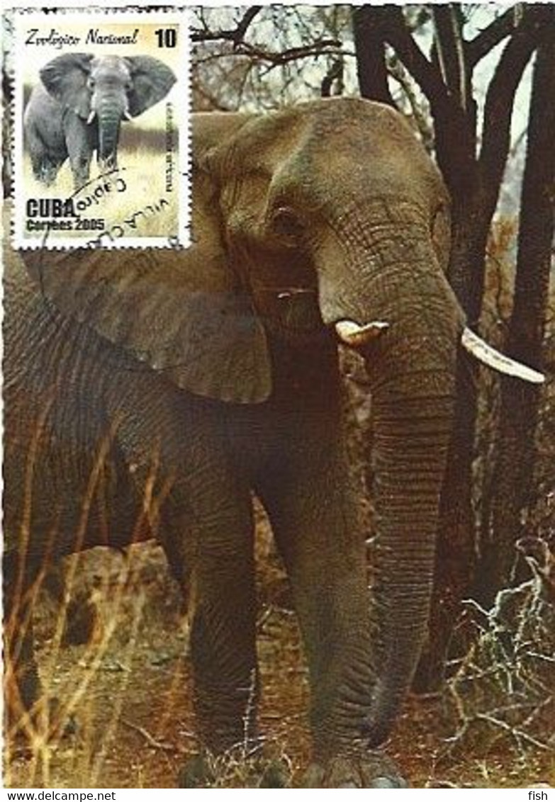 Cuba & Maximum Card, Zoologico Nacional, Elefante Africano, Loxodonta Africana, Villa Clara 2005 (1021) - Cartes-maximum