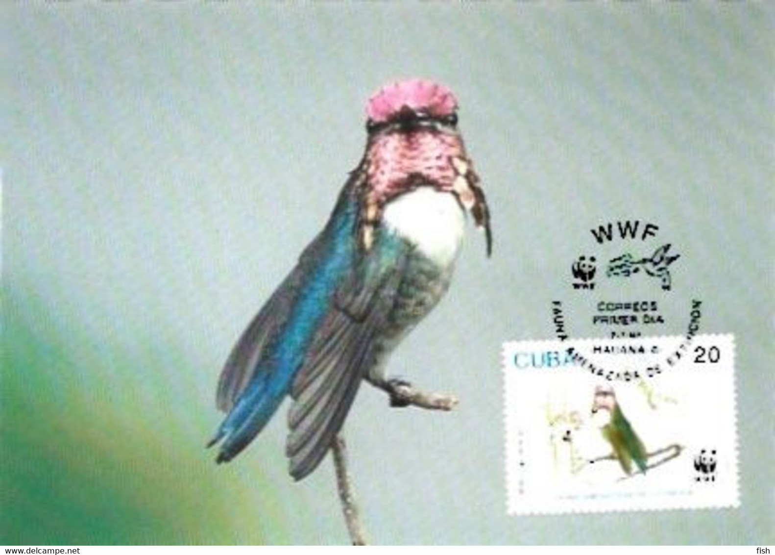 Cuba & Maximum Card, WWF,  Fauna En Peligro De Extinción, Colibri, Mellisuga Helenae, Habana 2005 (17444461) - Tarjetas – Máxima