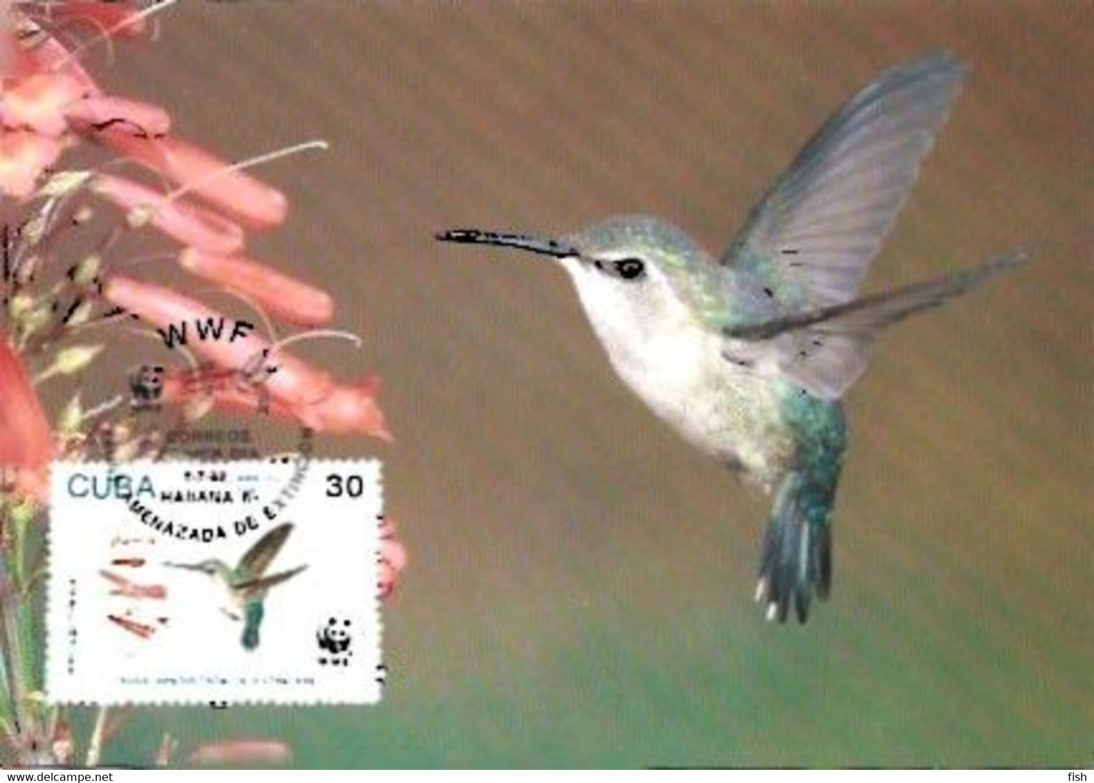 Cuba & Maximum Card, WWF,  Fauna En Peligro De Extinción, Colibri, Mellisuga Helenae, Habana 2005 (1766561) - Cartes-maximum