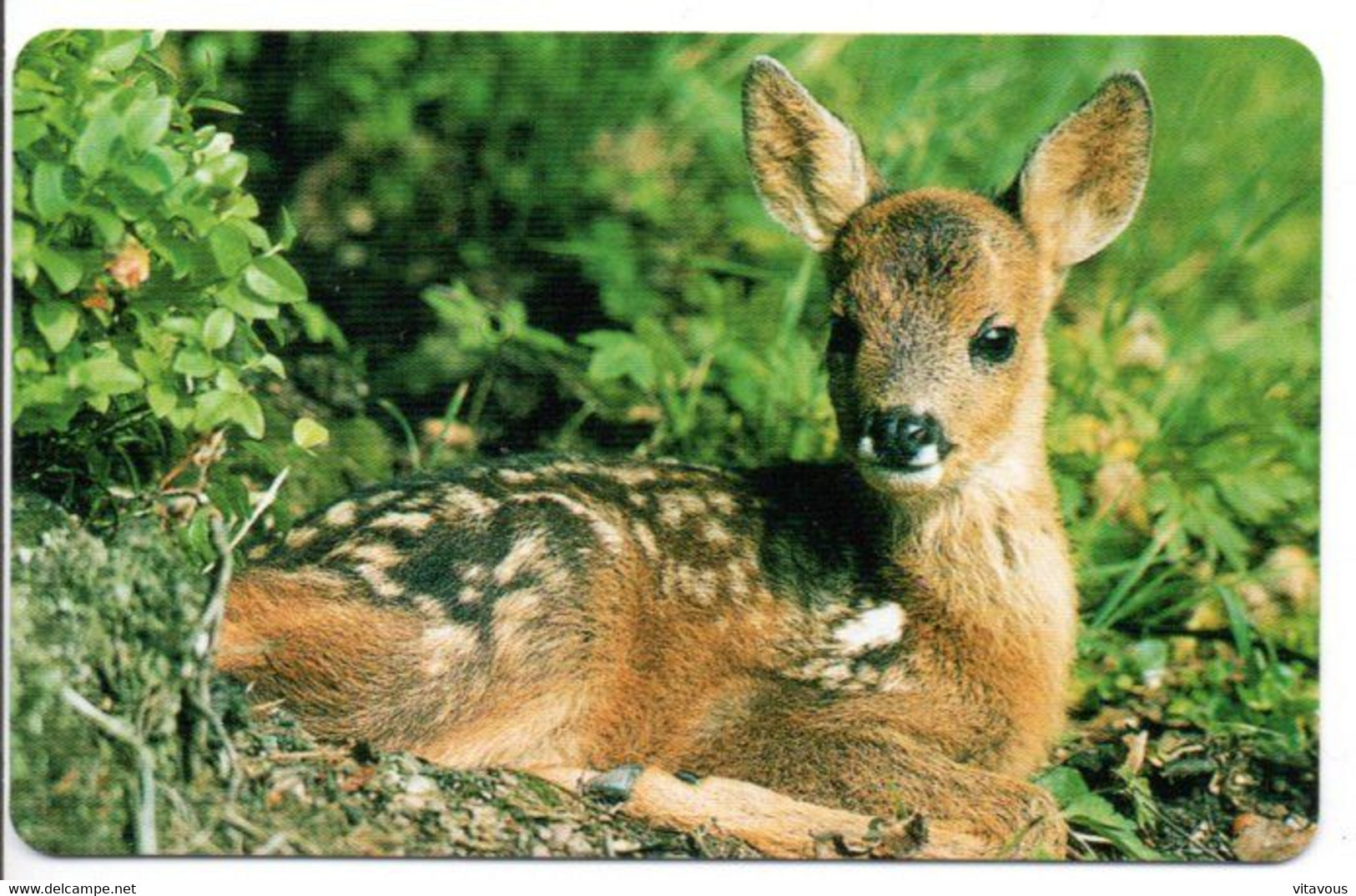 Sous Bois Biche Animal Carte  Calendrier Calendar 1997 France  (salon 169) - Other & Unclassified