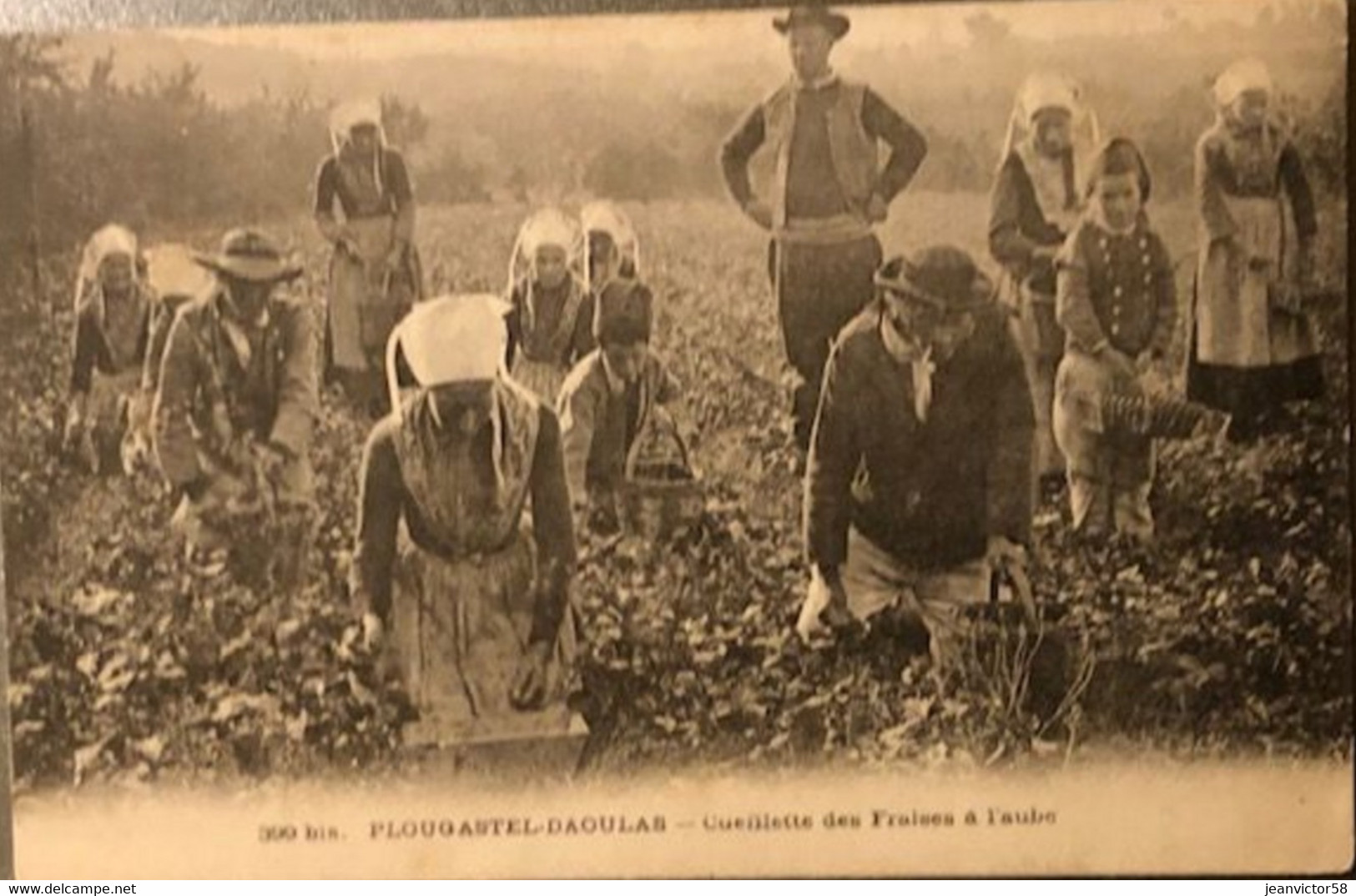 399bis PLougastel-Daoulas Cueillette Des Fraises à L'aube - Plougastel-Daoulas