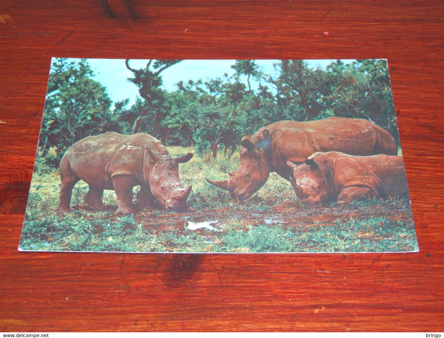 54850-                             DIEREN / ANIMALS / TIERE / ANIMAUX / ANIMALES - Rinoceronte