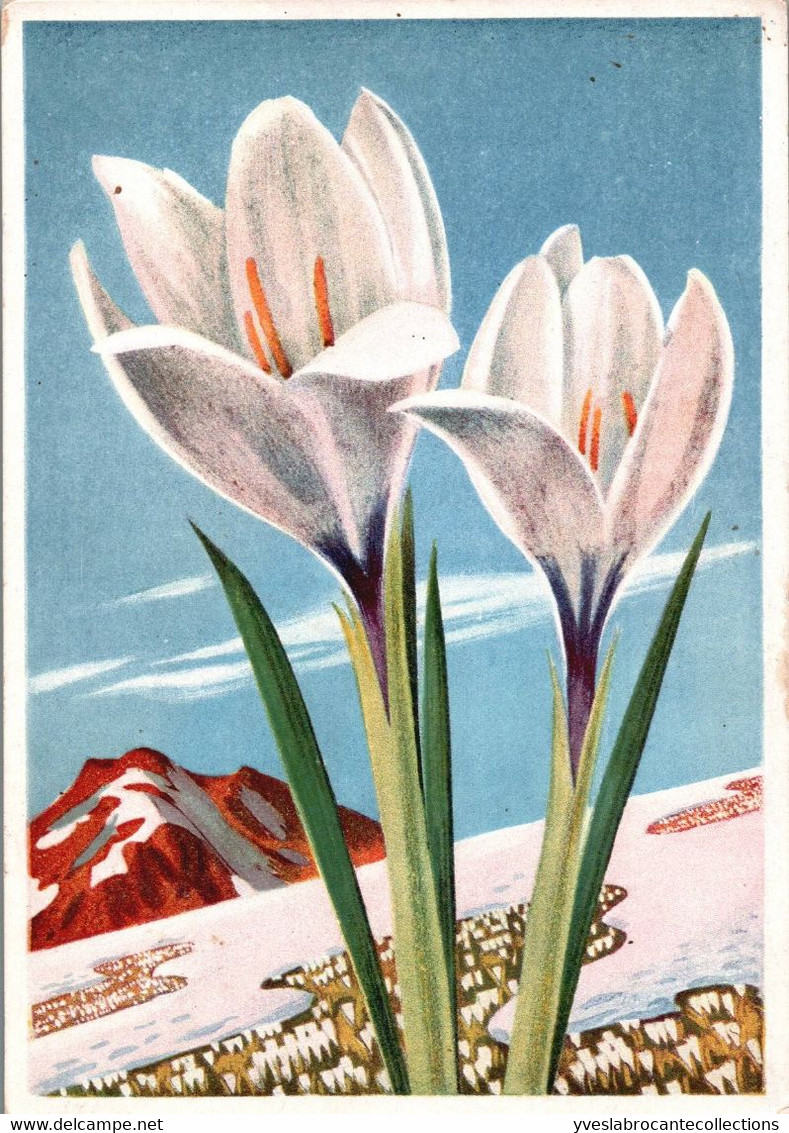 La Flore De Montagne - Illustration - Crocus Vernus - Les Crocus    - Cpsm Gd Format Non écrite - Fiori