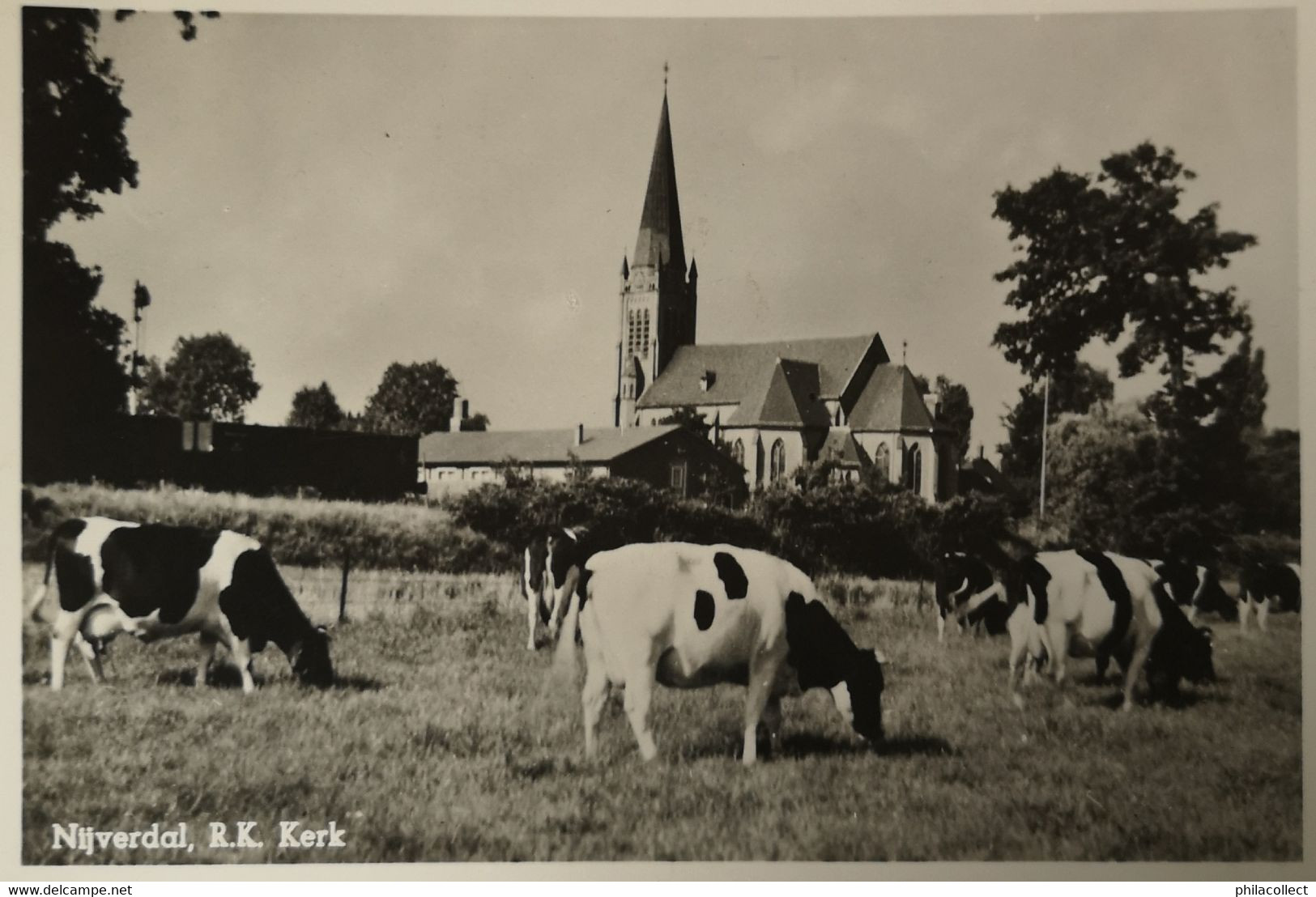 Nijverdal (Ov.) R. K. Kerk Met Koeien 19?? Dun Adreszijde - Nijverdal