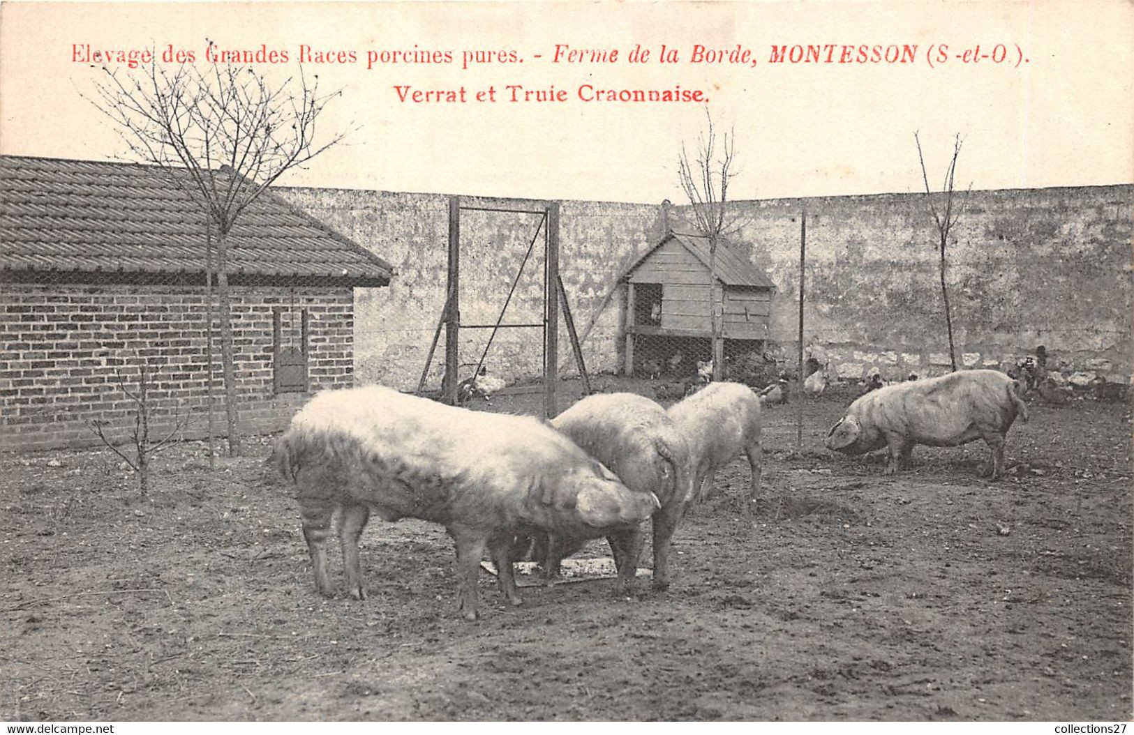 78-MONTESSON-ELEVAGE DES GRANDES RACES PORCINES PURES- FERME DE LA BORDE- VERRAT ET TRUIE CRAONNAISE - Montesson
