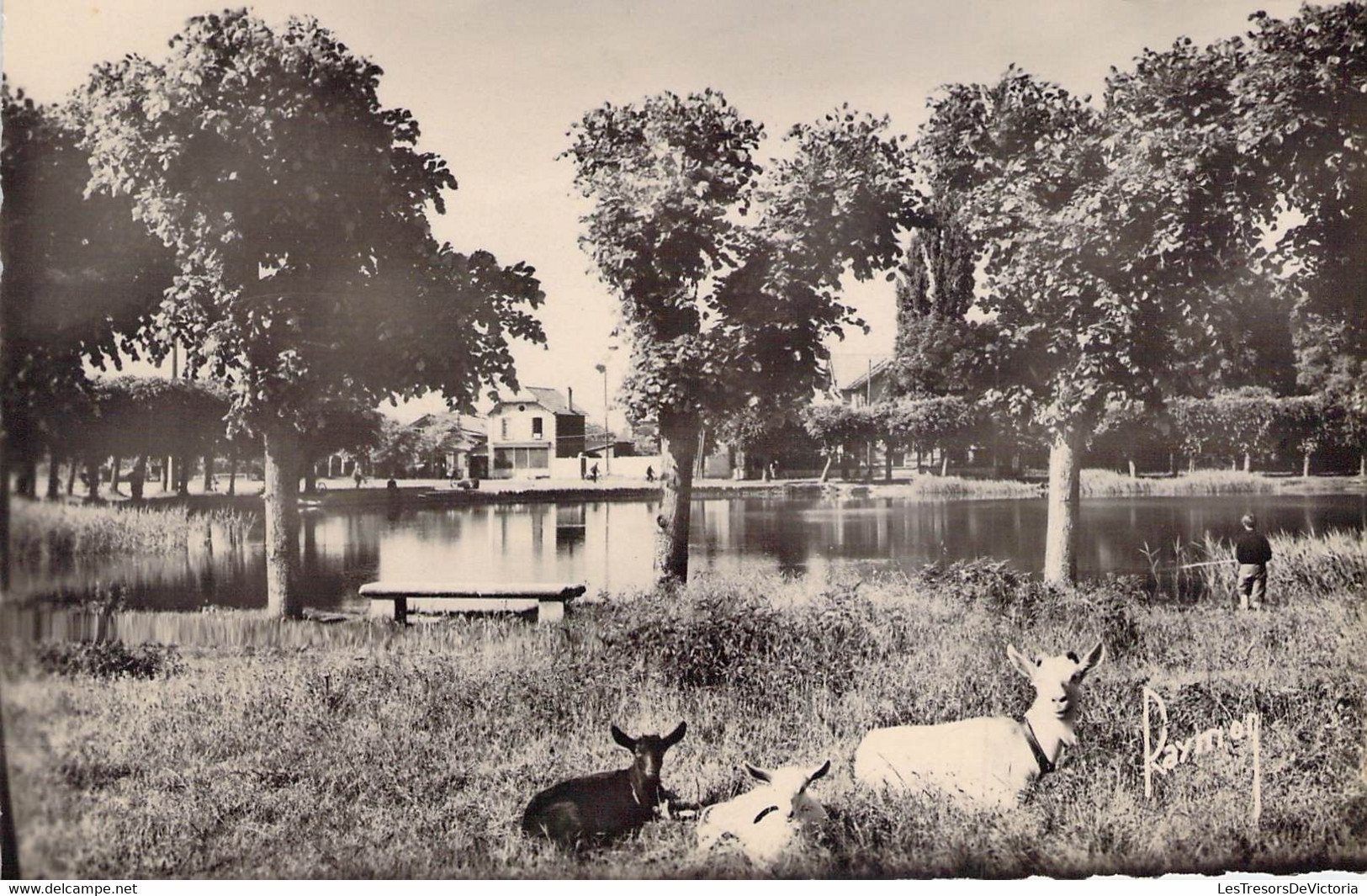 CPA - 91 - VIGNEUX - Chèvres - Le Lac - Edition D'art BAYMONT BRUNOY - Montlhery