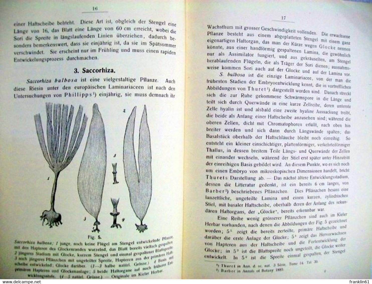 Studien Zur Vergleichenden Entwicklungsgeschichte Der Laminariaceen. - Sonstige & Ohne Zuordnung