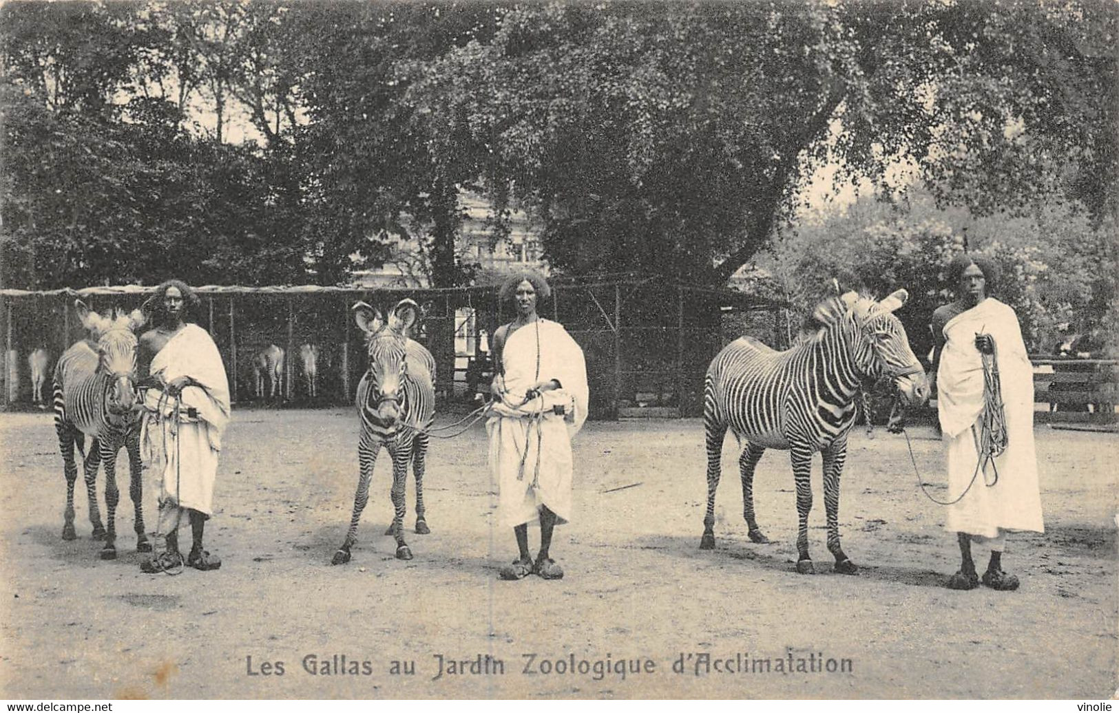 PIE-22-TBB5 : 7586 :  LES GALLAS AU JARDIN ZOOLOGIQUE D'ACCLIMATATION. ZEBRES - Zebras