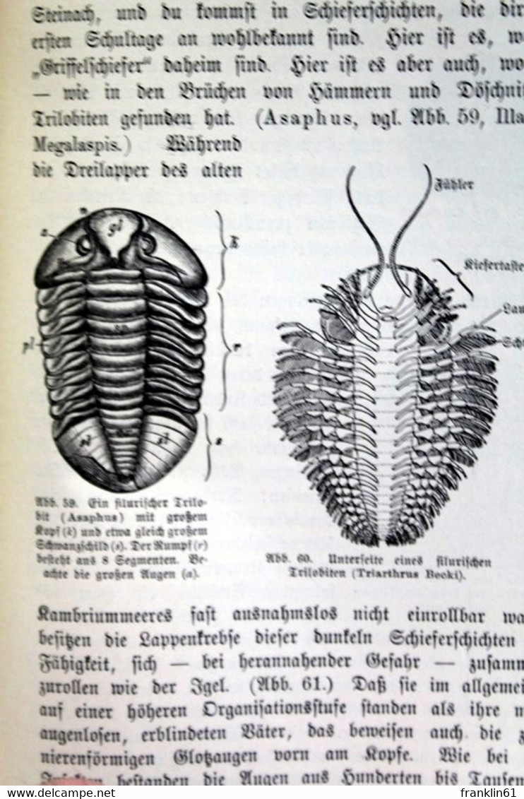 Geologisches Wanderbuch. Erster Teil. - Libros De Enseñanza