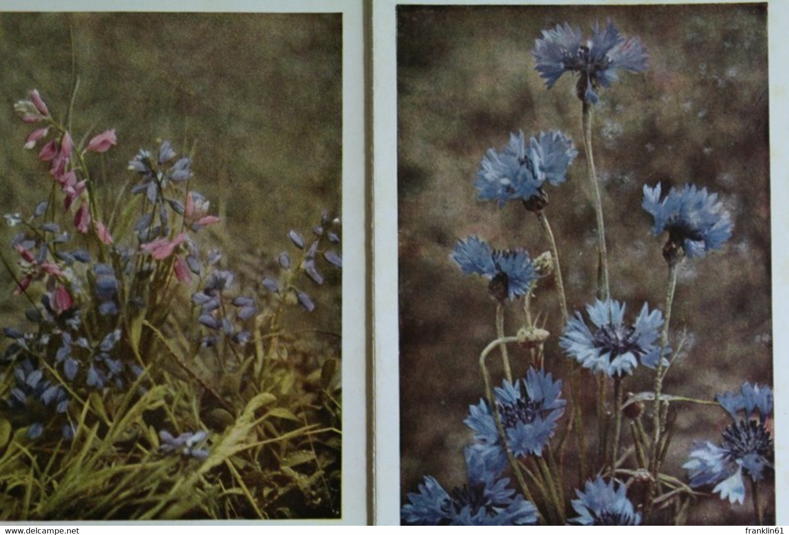 Schreibers Kleiner Atlas: Sommerblumen - Natuur