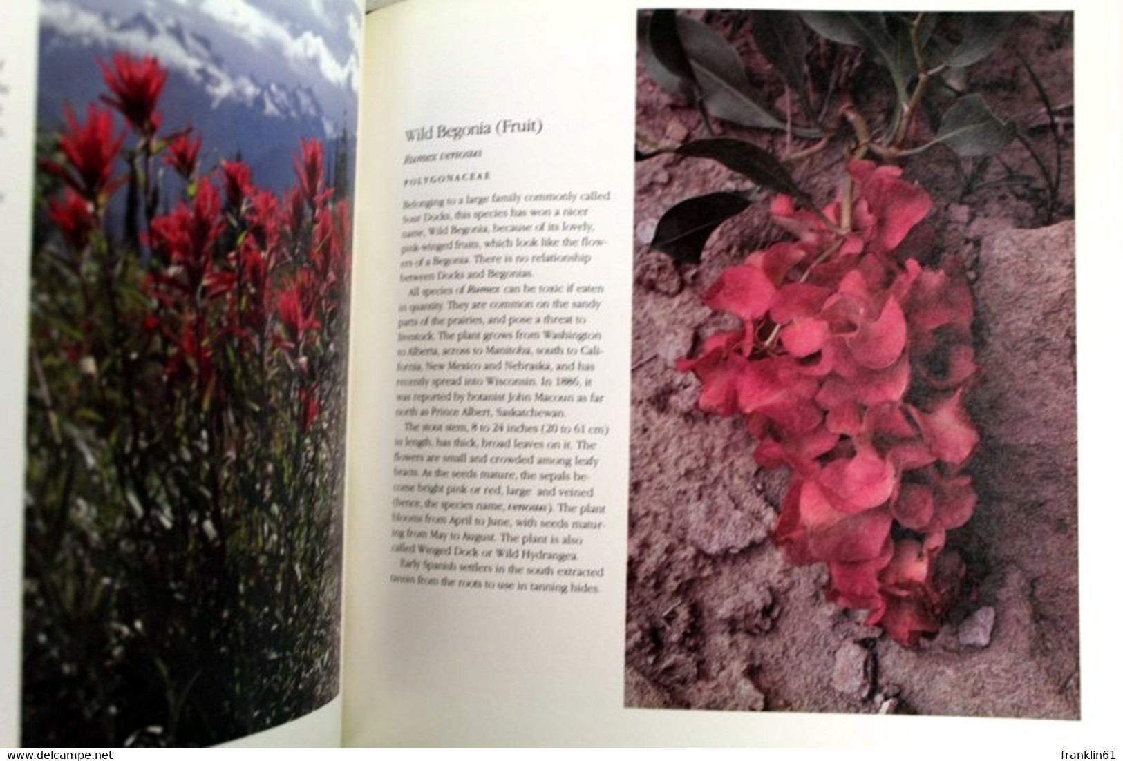 Canadian Wildflowers , Through the Seasons