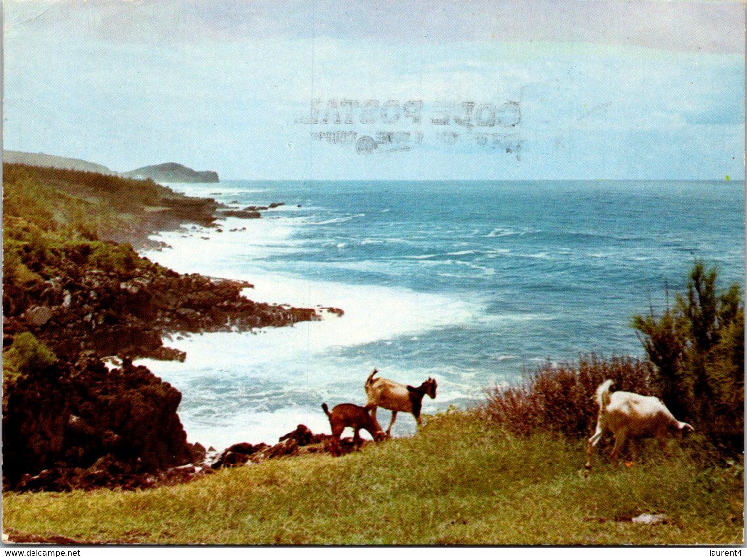 (3 L 21) France  - Ile De La Réunion - Near St Pierre - Goat / Chèvre - Riunione