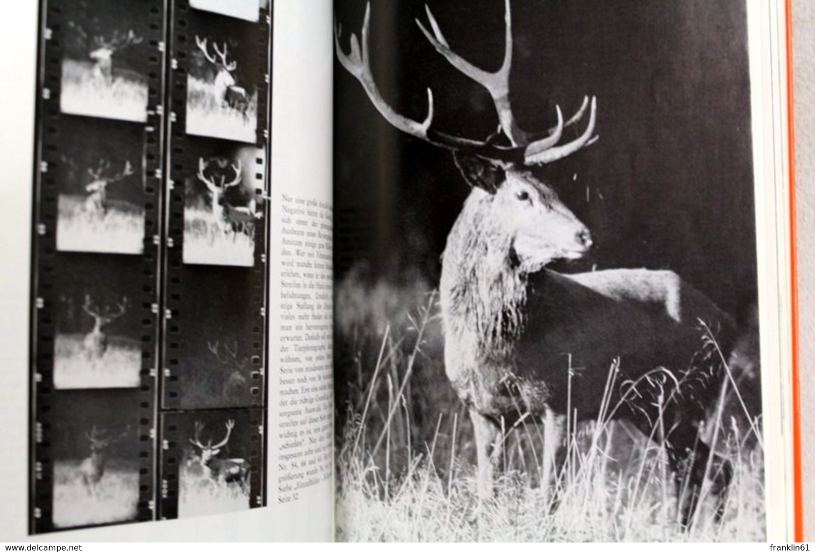 Das Photographieren Von Wild Und Vögeln. - Fotografía