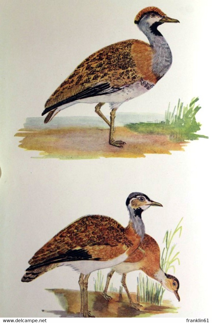 Some Game Birds Of West Africa. - Lessico