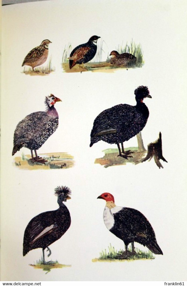 Some Game Birds Of West Africa. - Lessico